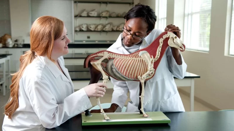 What Is the Schooling for a Veterinarian? Full Guide from Start to Career