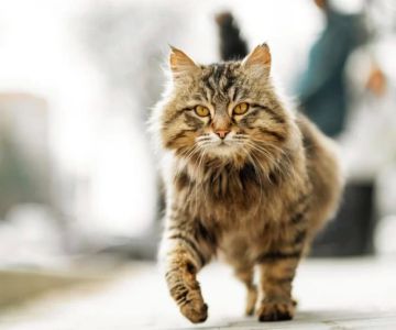 Cat Limping After Chasing Something? Causes, Care & When to See a Vet