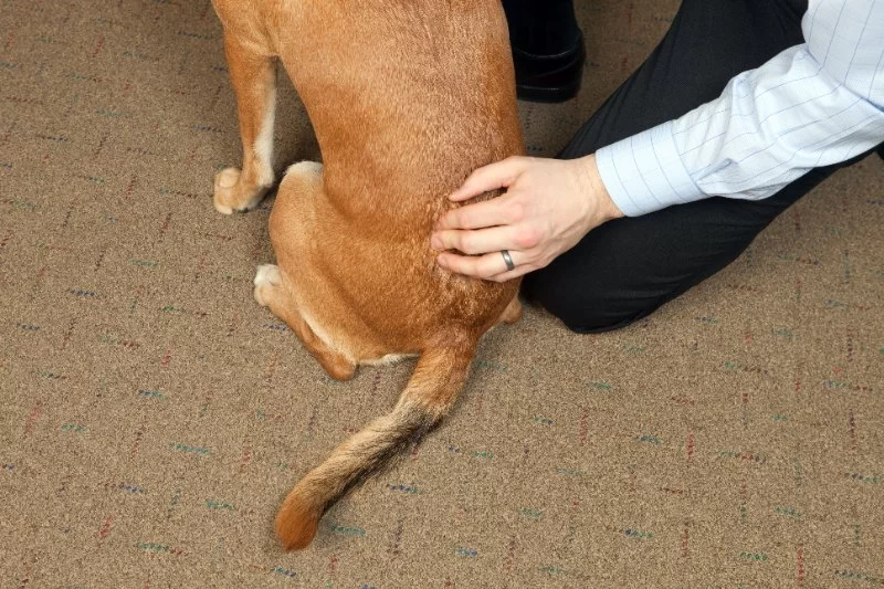 Why Is My Dog Scratching at Tail and Hind Legs? Causes and Treatments