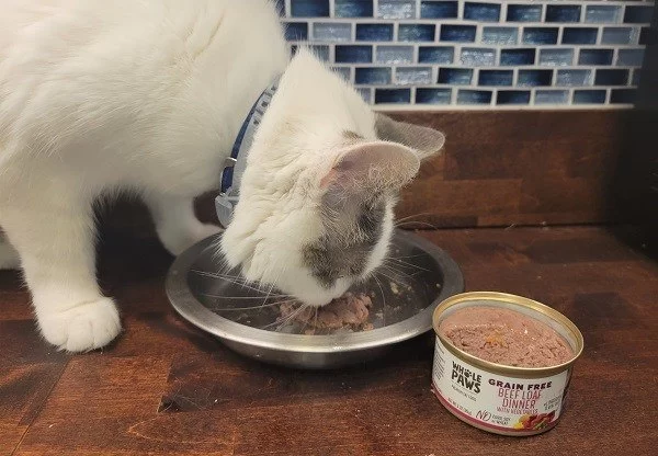 Cat Refusing to Eat Wet Food? Causes, Real Stories, and How to Help