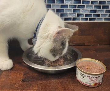 Cat Refusing to Eat Wet Food? Causes, Real Stories, and How to Help