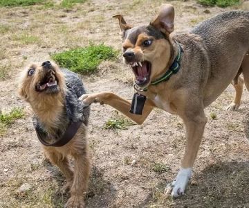Dog Sudden Behavior Changes and Aggression: Causes, Cases, and Solutions