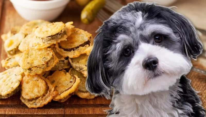 Can Dogs Eat Fried Foods? Risks, Dangers, and Safer Alternatives
