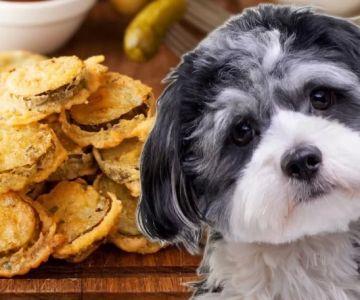 Can Dogs Eat Fried Foods? Risks, Dangers, and Safer Alternatives