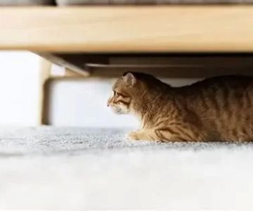 Cat Hiding and Avoiding Food: What It Means and When to Worry