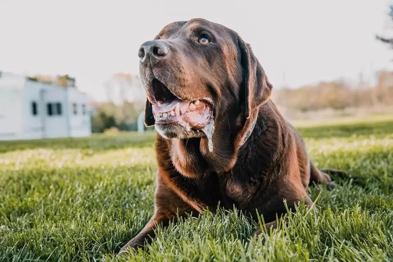 Understanding Dog Excessive Drooling with Bad Breath: Causes and Solutions