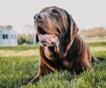 Understanding Dog Excessive Drooling with Bad Breath: Causes and Solutions