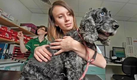 Do I Have What It Takes to Be a Veterinarian? A Realistic Career Breakdown