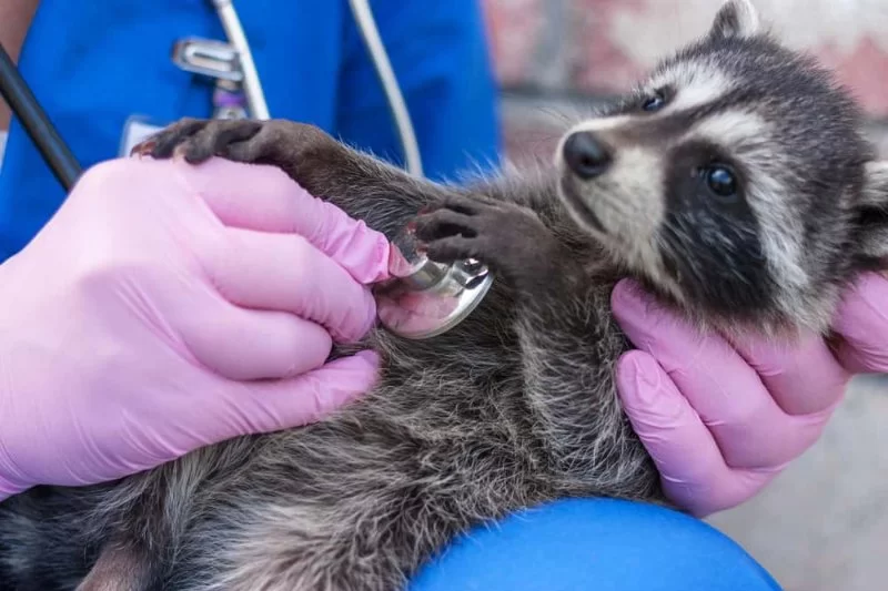 How to Become a Zoological Veterinarian