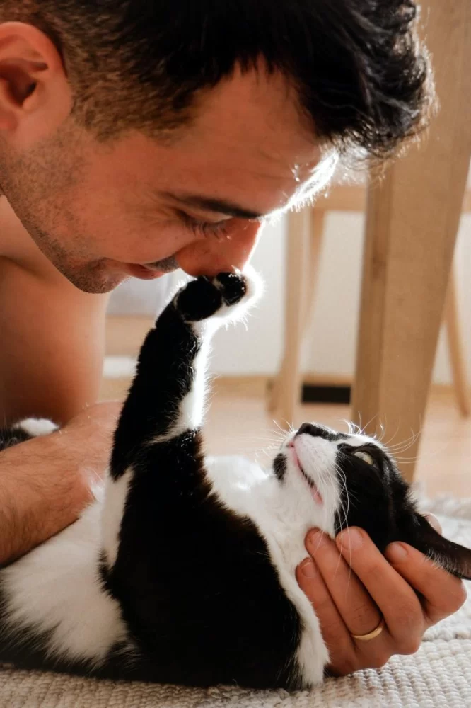 Why Is My Cat Licking Their Lips and Pawing at Their Face?