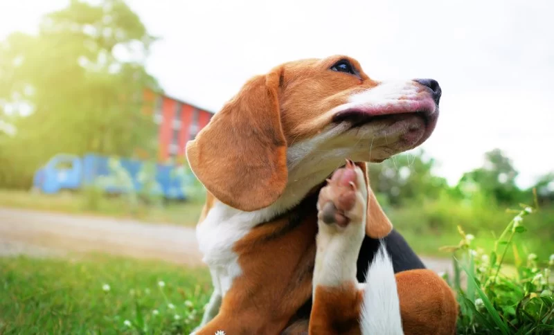 Dog Excessive Scratching at Neck: Causes, Solutions, and When to See a Vet