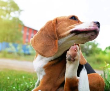 Dog Excessive Scratching at Neck: Causes, Solutions, and When to See a Vet