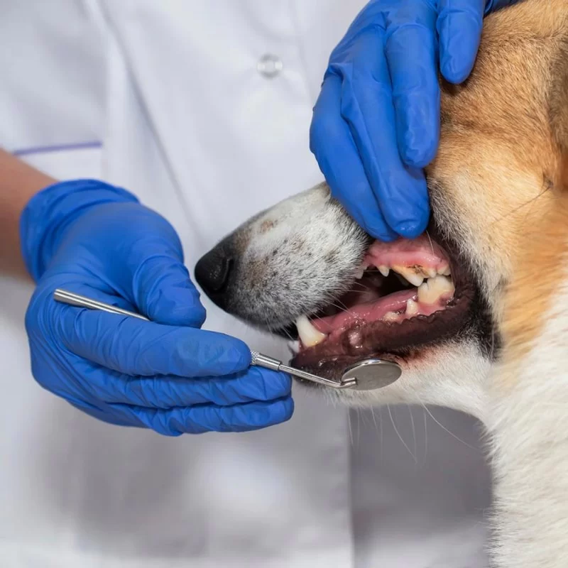 How Much Does a Veterinary Dentist Make? Income Insights & Career Path