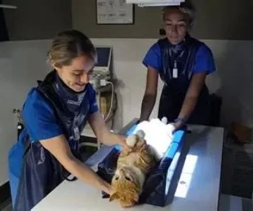 Exploring Different Jobs in the Veterinary Field: Roles, Insights, and Career Paths