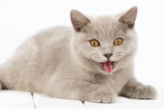 Cat Breathing Loudly and Continuously: What It Means and When to Worry