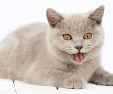 Cat Breathing Loudly and Continuously: What It Means and When to Worry