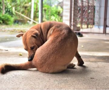 Dog Excessive Licking of Genital Area: Causes, Concerns, and What to Do