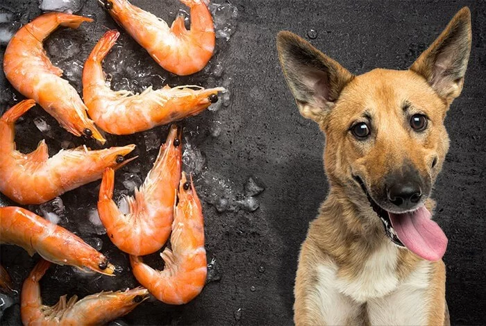 Can Dogs Eat Shrimp Tails? What Pet Owners Need to Know