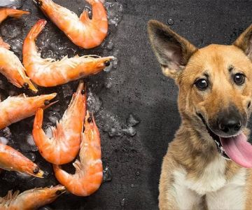 Can Dogs Eat Shrimp Tails? What Pet Owners Need to Know