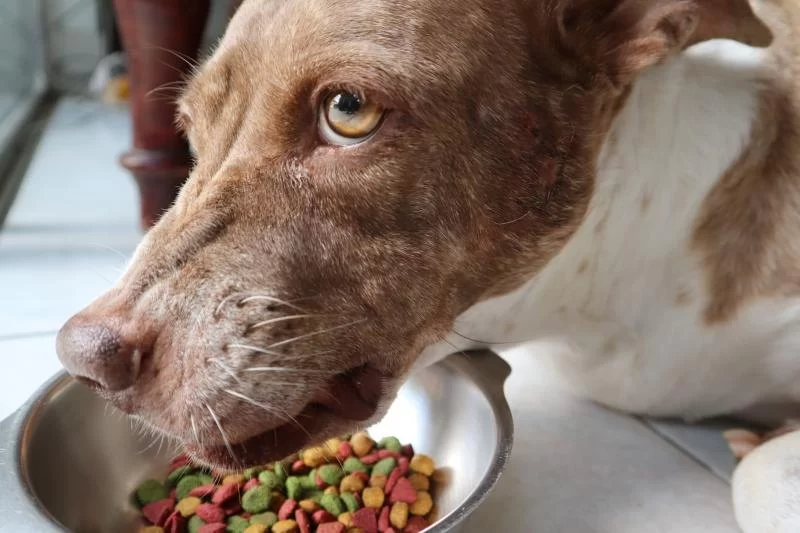 How to Handle Food Aggression in Dogs Safely With Natural Remedies