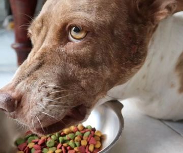 How to Handle Food Aggression in Dogs Safely With Natural Remedies