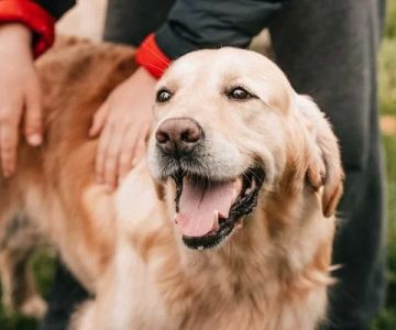 Understanding Dog Rapid Breathing After Exercise