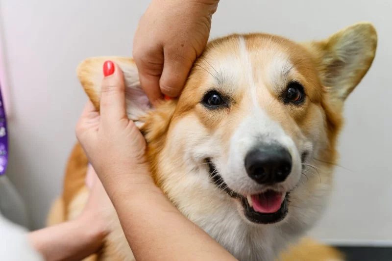 How to Safely Clean Your Dog’s Ears at Home and What It Means