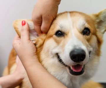 How to Safely Clean Your Dog’s Ears at Home and What It Means