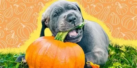 Can Dogs Eat Pumpkin Spice? What Every Pet Owner Should Know