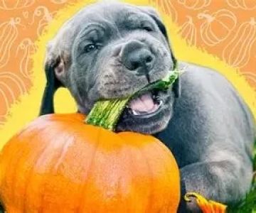 Can Dogs Eat Pumpkin Spice? What Every Pet Owner Should Know