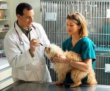 Understanding the Real Duties of Being a Veterinarian in Daily Practice