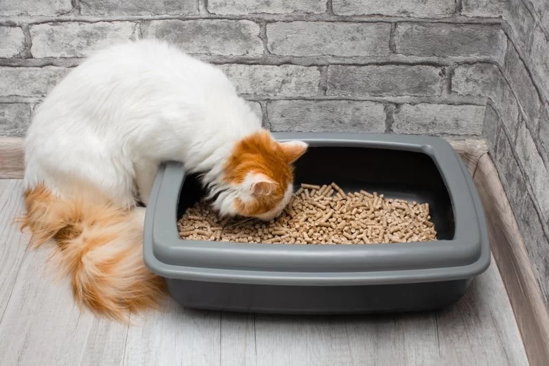 Why Is My Cat Crying While Using the Litter Box?