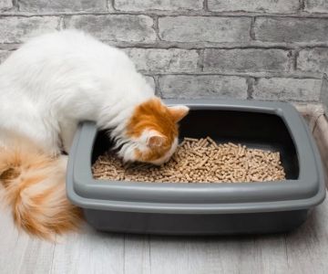 Why Is My Cat Crying While Using the Litter Box?