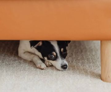 Why Is My Dog Limping and Hiding Under Furniture?