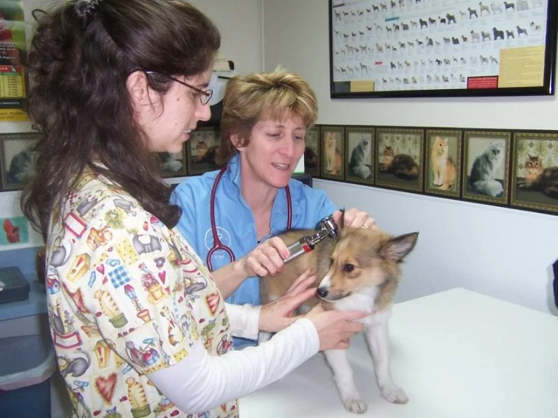 What to Expect During Your Pet’s Annual Veterinary Checkup