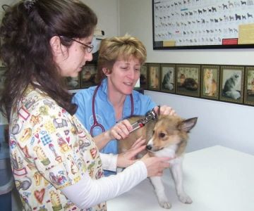 What to Expect During Your Pet’s Annual Veterinary Checkup