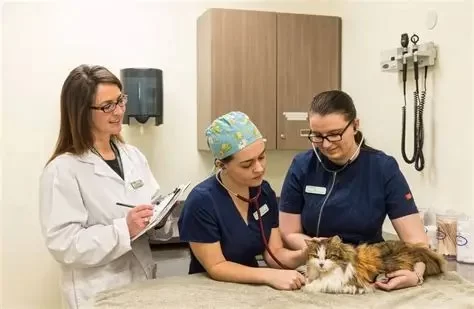 Who Is Responsible for the Actions of a Veterinary Technician?