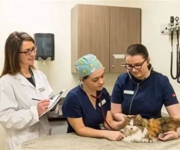 Who Is Responsible for the Actions of a Veterinary Technician?