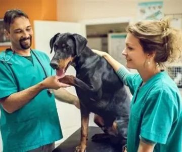 How Much Is It to Become a Veterinarian? Real Costs & What to Expect