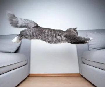 Why Is My Cat Limping After Jumping? What You Need to Know