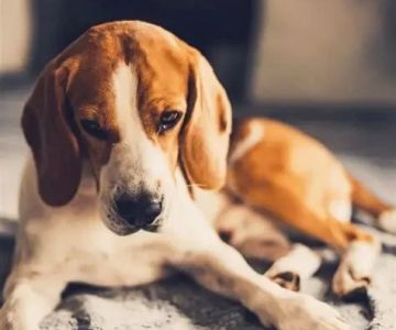 Dog Suddenly Acting Withdrawn and Quiet? Here's What You Should Know