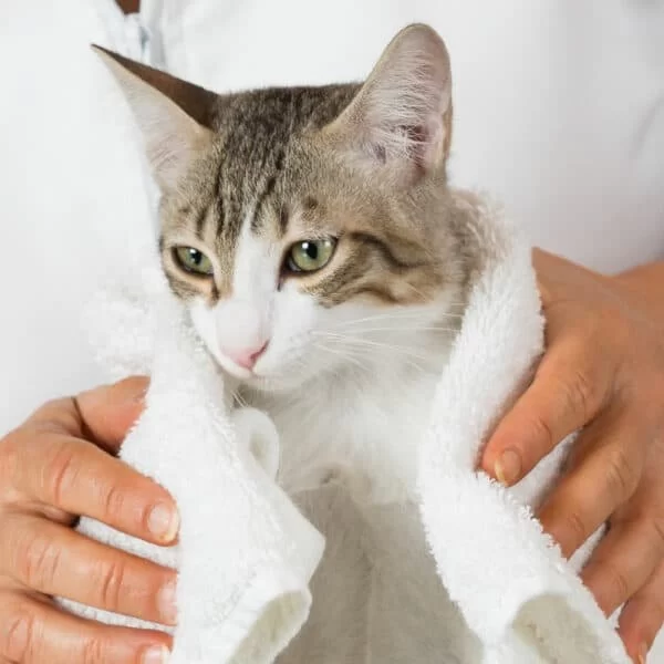 Why Is My Cat Breathing Heavily While Resting? Warning Signs to Know