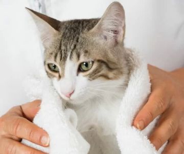 Why Is My Cat Breathing Heavily While Resting? Warning Signs to Know