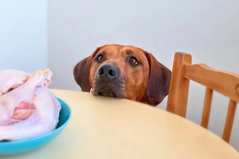 Can Dogs Eat Cooked Turkey? Safety Tips, Risks, and Preparation Guide