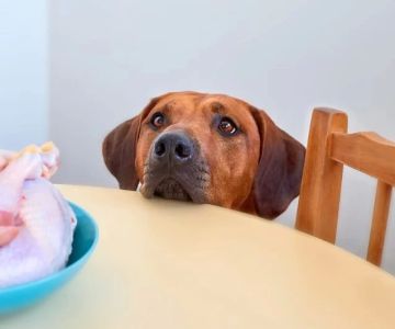 Can Dogs Eat Cooked Turkey? Safety Tips, Risks, and Preparation Guide