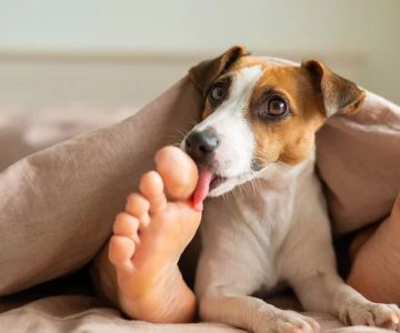 Why Is My Dog Licking Paws Excessively and Obsessively?