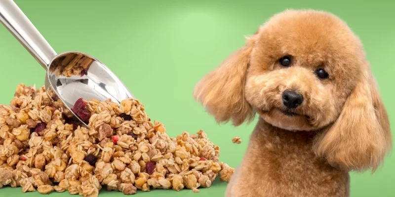 Can Dogs Eat Granola Bars? What Pet Owners Need to Know