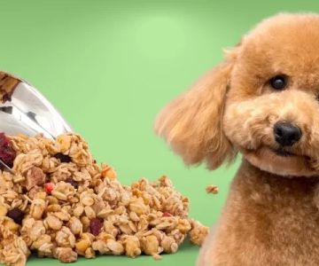Can Dogs Eat Granola Bars? What Pet Owners Need to Know