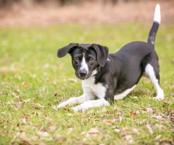 Dog Tail Wagging But Not Happy – What It Really Means