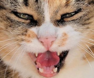 Cat Vomiting and Appearing Disoriented? What It Could Mean
